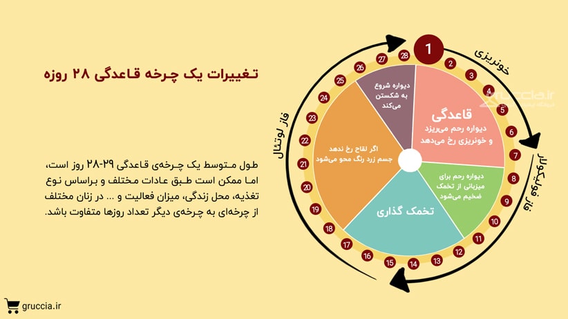 مراحل چرخه قاعدگی