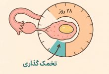 زمان تخمک گذاری در پریود نامنظم