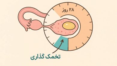 زمان تخمک گذاری در پریود نامنظم